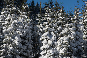 Image showing winter landscape in forest at sunset