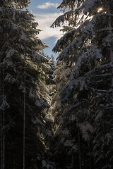 Image showing winter landscape in forest at sunset