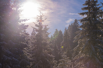 Image showing winter landscape in forest at sunset