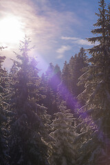 Image showing winter landscape in forest at sunset