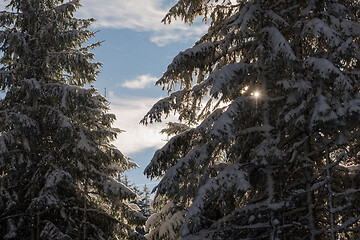 Image showing winter landscape in forest at sunset