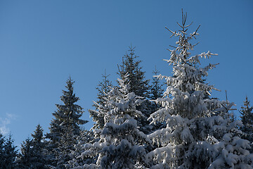 Image showing winter landscape in forest at sunset