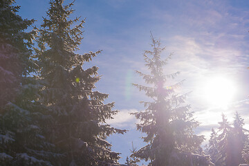 Image showing winter landscape in forest at sunset