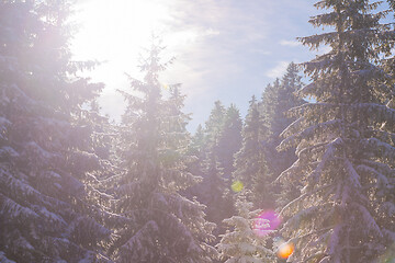 Image showing winter landscape in forest at sunset