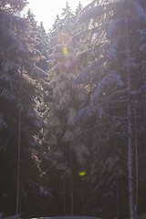 Image showing winter landscape in forest at sunset