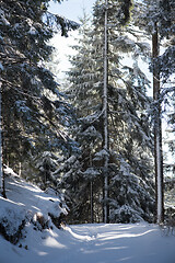 Image showing winter landscape in forest at sunset