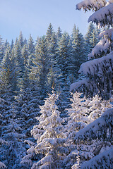 Image showing winter landscape in forest at sunset