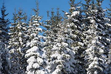 Image showing winter landscape in forest at sunset