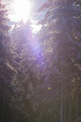 Image showing winter landscape in forest at sunset