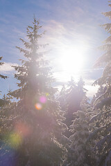 Image showing winter landscape in forest at sunset