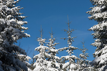 Image showing winter landscape in forest at sunset