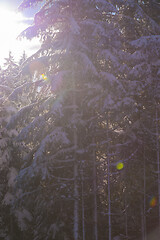 Image showing winter landscape in forest at sunset