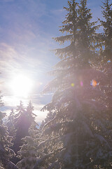 Image showing winter landscape in forest at sunset