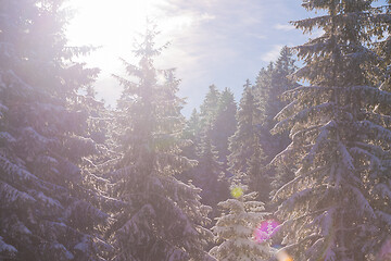 Image showing winter landscape in forest at sunset