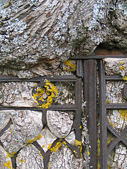 Image showing Tree and iron fence