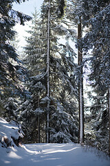 Image showing winter landscape in forest at sunset