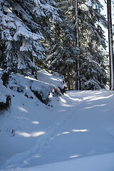 Image showing winter landscape in forest at sunset