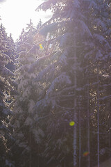 Image showing winter landscape in forest at sunset