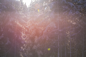 Image showing winter landscape in forest at sunset