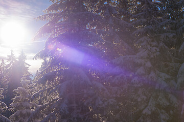 Image showing winter landscape in forest at sunset