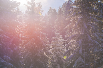 Image showing winter landscape in forest at sunset