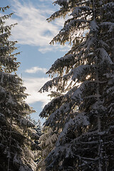 Image showing winter landscape in forest at sunset