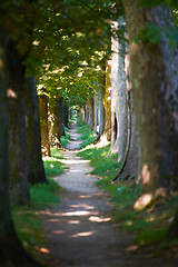 Image showing country road trought tree  alley in