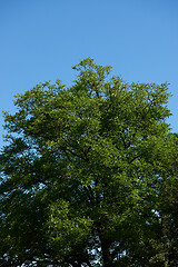 Image showing tree branches