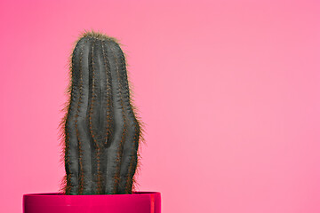 Image showing Cactus Fashion Set Design. Minimal Stillife. Trendy Bright Colors.