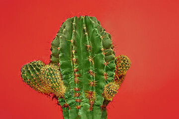 Image showing Cactus Fashion Set Design. Minimal Stillife. Trendy Bright Colors.