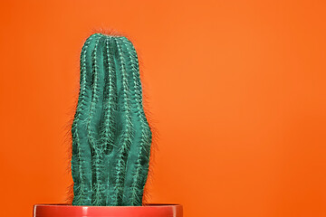 Image showing Cactus Fashion Set Design. Minimal Stillife. Trendy Bright Colors.