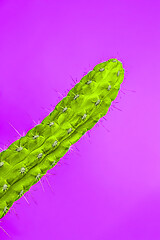 Image showing Cactus Fashion Set Design. Minimal Stillife. Trendy Bright Colors.