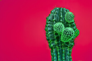 Image showing Cactus Fashion Set Design. Minimal Stillife. Trendy Bright Colors.