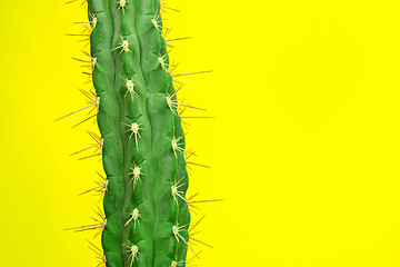 Image showing Cactus Fashion Set Design. Minimal Stillife. Trendy Bright Colors.