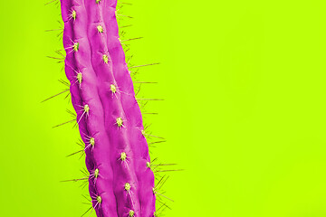 Image showing Cactus Fashion Set Design. Minimal Stillife. Trendy Bright Colors.