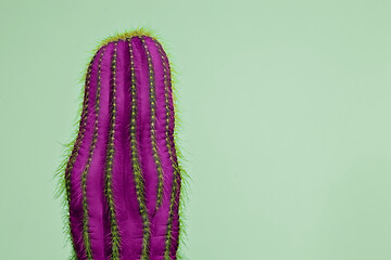 Image showing Cactus Fashion Set Design. Minimal Stillife. Trendy Bright Colors.