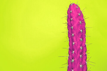 Image showing Cactus Fashion Set Design. Minimal Stillife. Trendy Bright Colors.