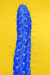 Image showing Cactus Fashion Set Design. Minimal Stillife. Trendy Bright Colors.