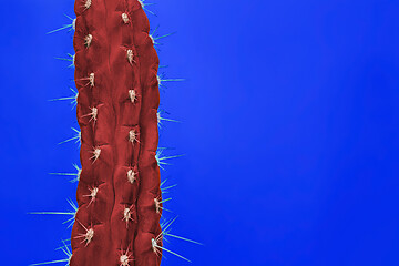 Image showing Cactus Fashion Set Design. Minimal Stillife. Trendy Bright Colors.