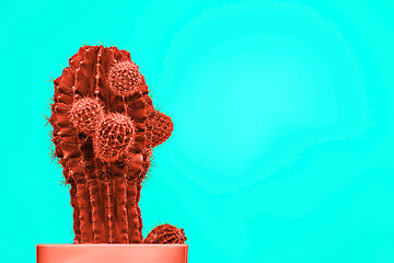 Image showing Cactus Fashion Set Design. Minimal Stillife. Trendy Bright Colors.