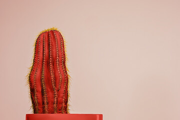 Image showing Cactus Fashion Set Design. Minimal Stillife. Trendy Bright Colors.