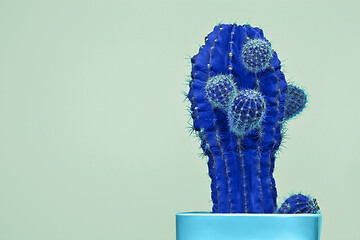 Image showing Cactus Fashion Set Design. Minimal Stillife. Trendy Bright Colors.