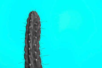 Image showing Cactus Fashion Set Design. Minimal Stillife. Trendy Bright Colors.