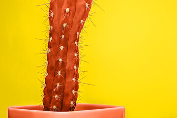 Image showing Cactus Fashion Set Design. Minimal Stillife. Trendy Bright Colors.