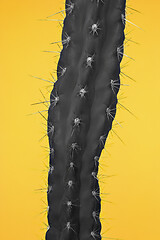 Image showing Cactus Fashion Set Design. Minimal Stillife. Trendy Bright Colors.