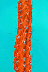 Image showing Cactus Fashion Set Design. Minimal Stillife. Trendy Bright Colors.