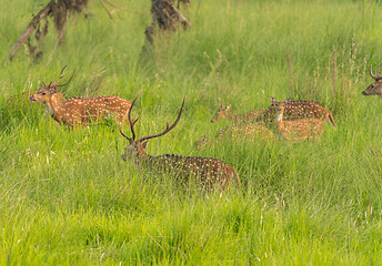 Image showing Sika or spotted deers herd in the elephant grass