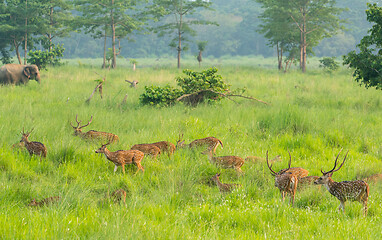 Image showing Sika or spotted deers herd in the elephant grass