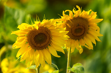 Image showing Sunflower and bees in the garden