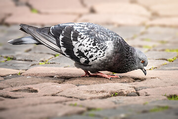 Image showing gray dove on paving stone